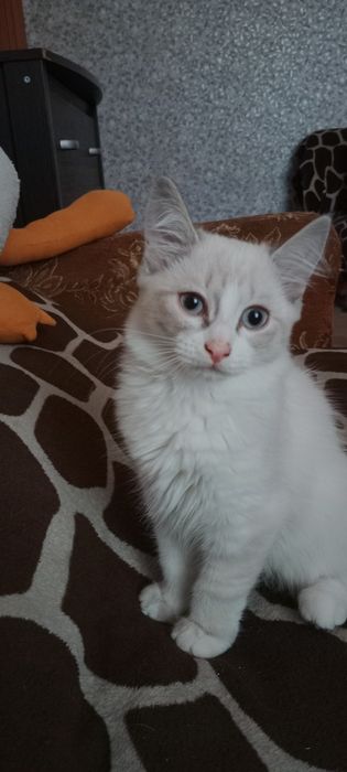 Кошечка в хорошие руки