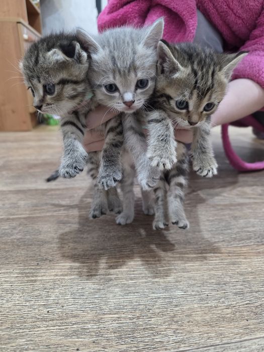 Продам котят шотландцев