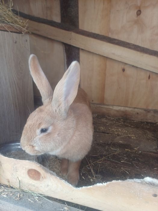 Кролиха 8 месяцев
