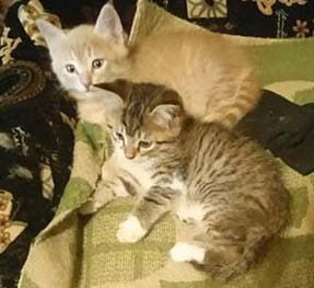 Котята 1,5 месячные