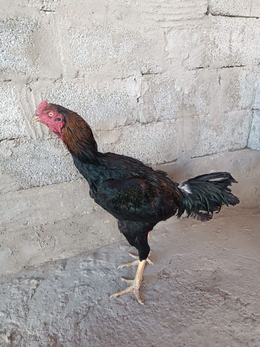 Бойцовский петух