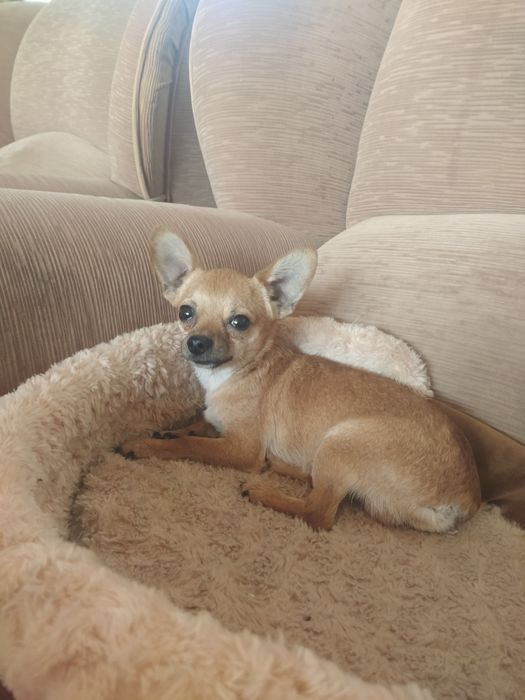 Вязка той терьера