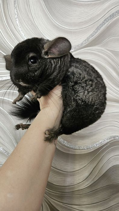 Продам пару щиншилл