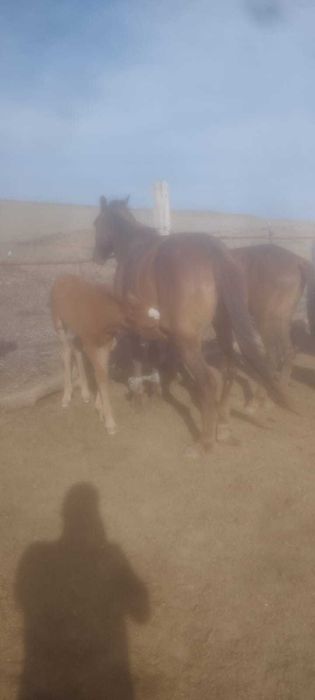 Құлынды бие сатылады