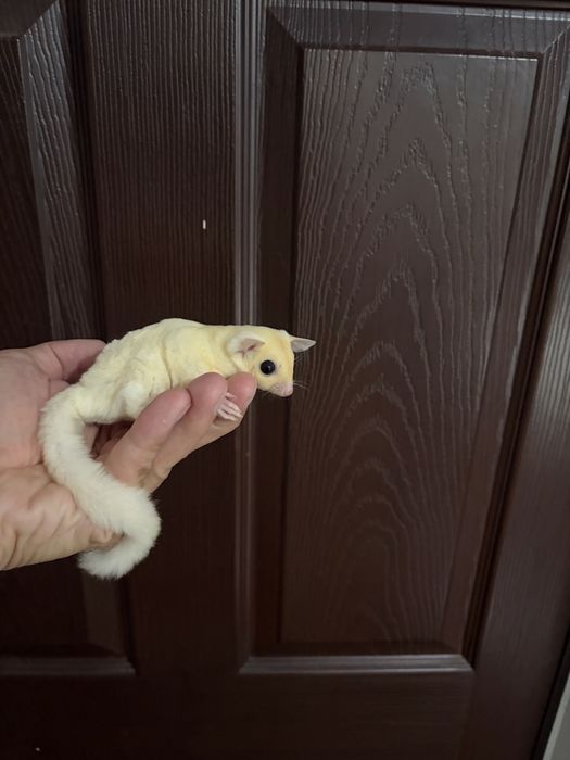 Veverita zburatoare/sugar glider/femela