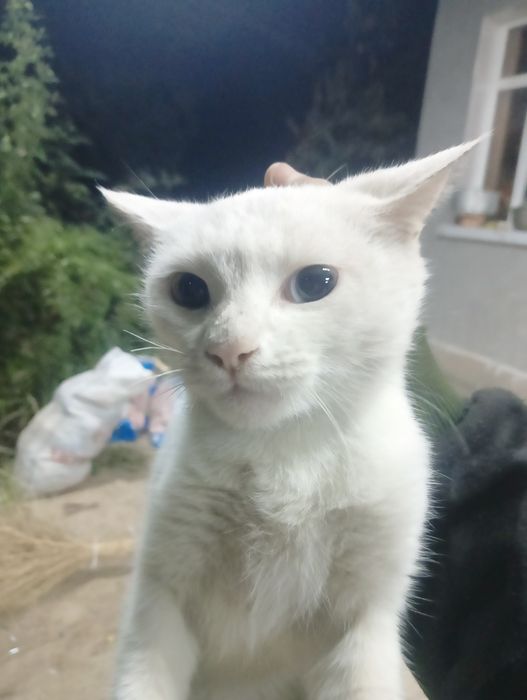 Porno video: Meksika jinsiy aloqada dam olish