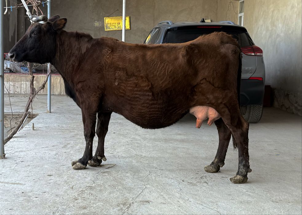 Ona bola sigir sotiladi сер сут Ona bola sigir