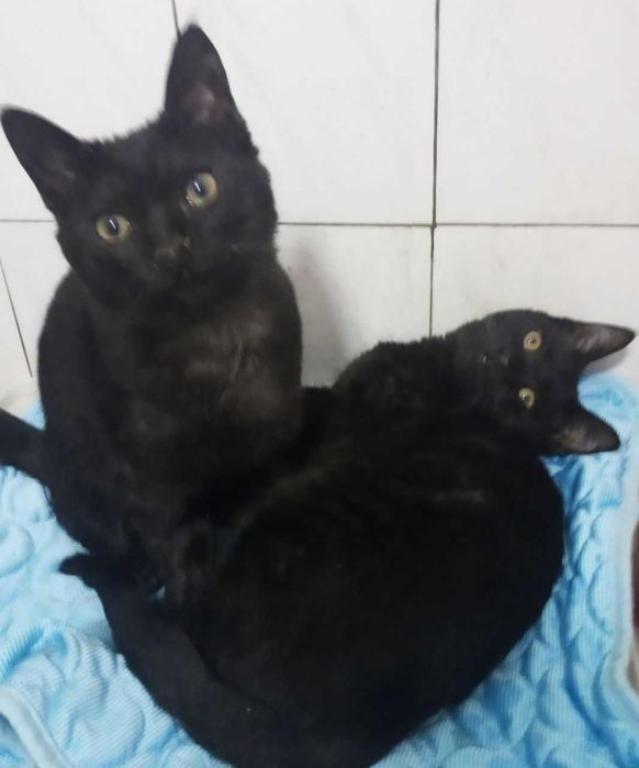 Котята в добрые руки. смотрите другие объявления автора