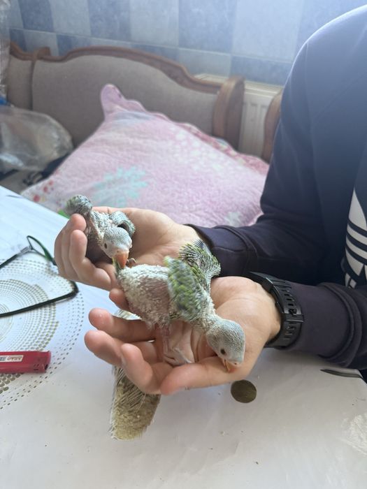 Pui blanzi papagali vorbitori micul alexandru crescuti la seringa