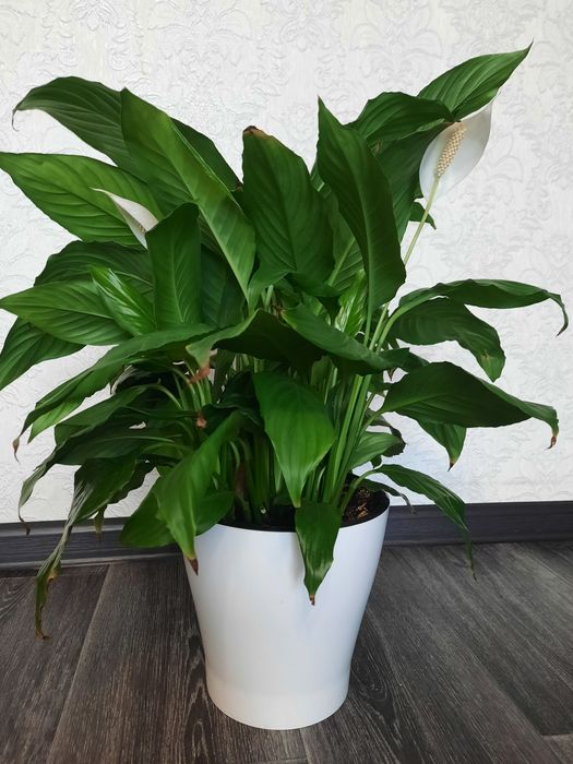 Продам цветок Спатифиллум.