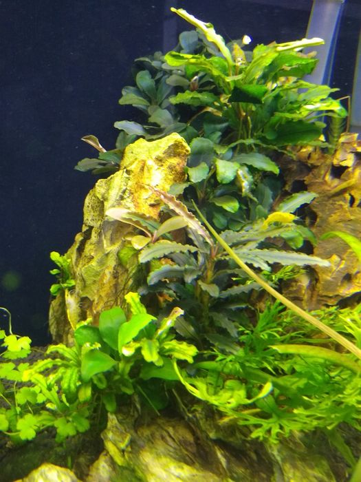 Bucephalandra , bucephalandre acvariu