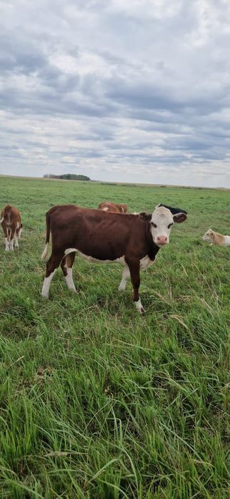 Крс от астаны 160 км