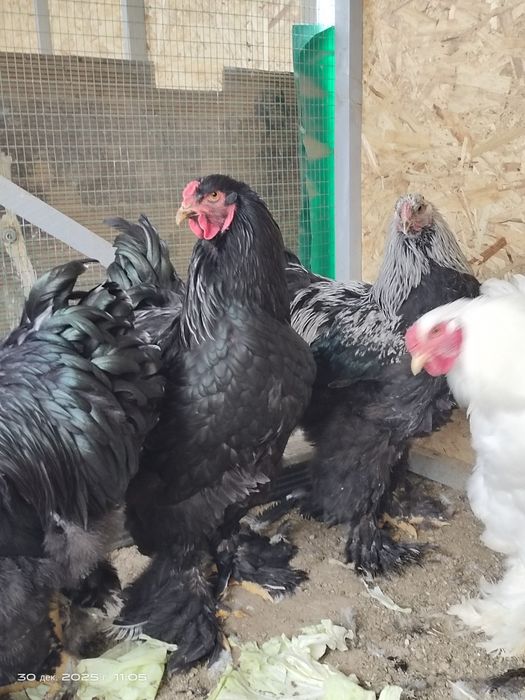 Брама молодые петухи