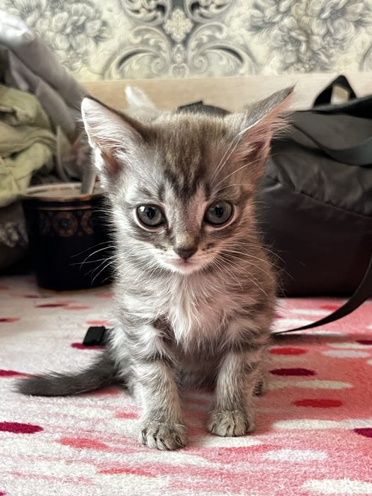 Продам красивых котят