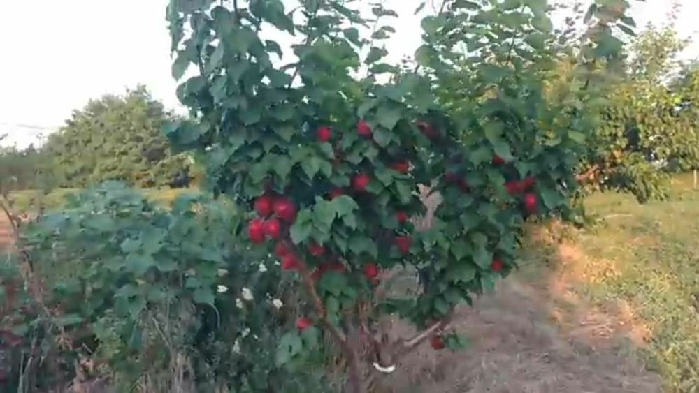 Karlik pakana Mevali Daraxtlar