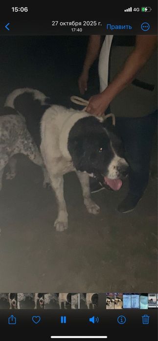 Алабая щенки Сао