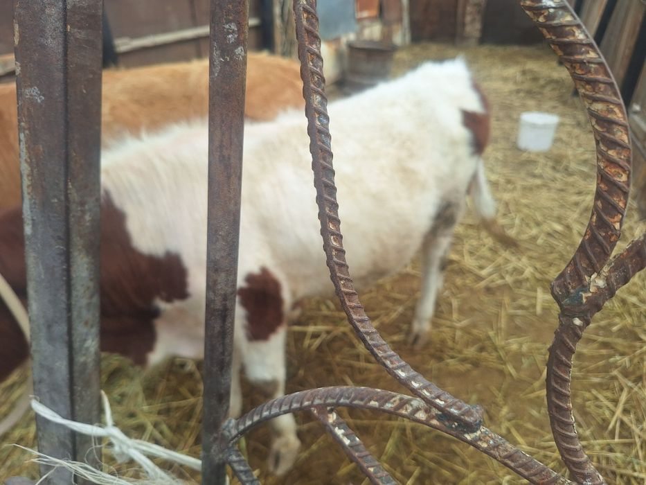 Семиз баспаксаты