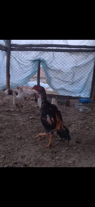 Дакан шамо арлас