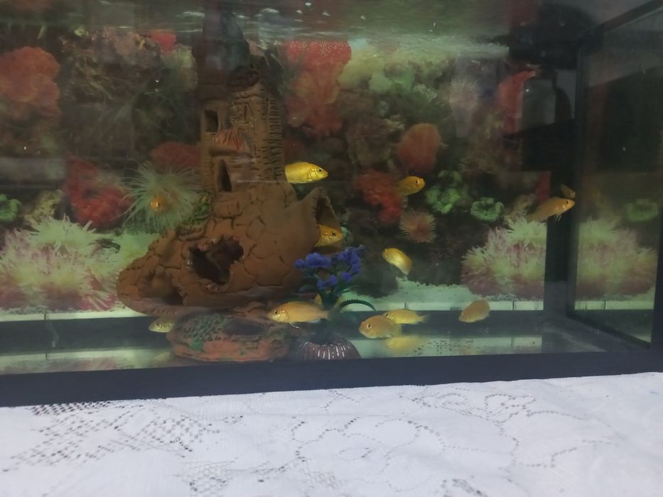 Yellow baliqlari