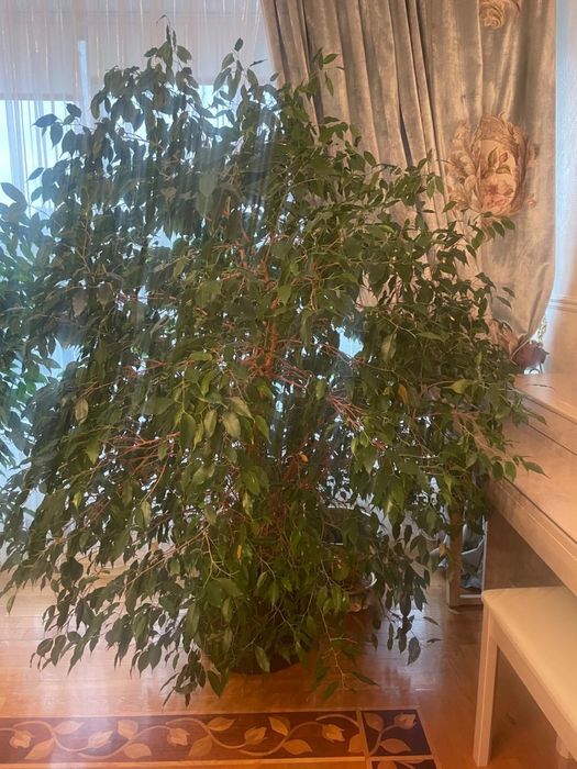 Коматные растение