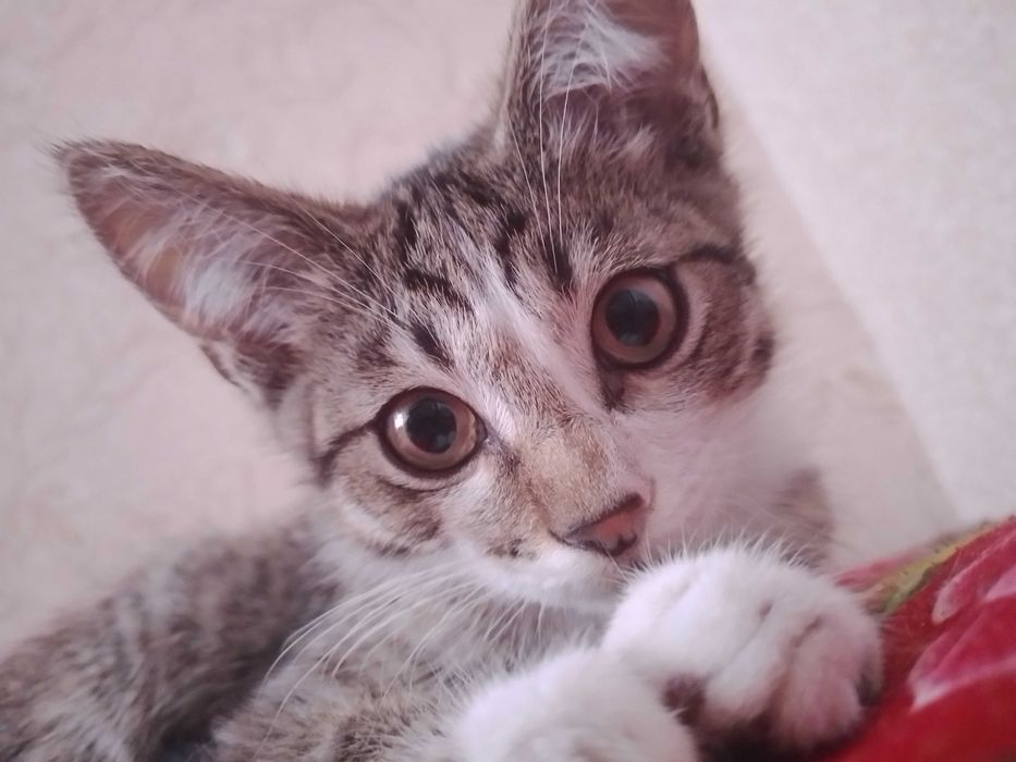 Котёнок, мальчик ищет постоянный дома