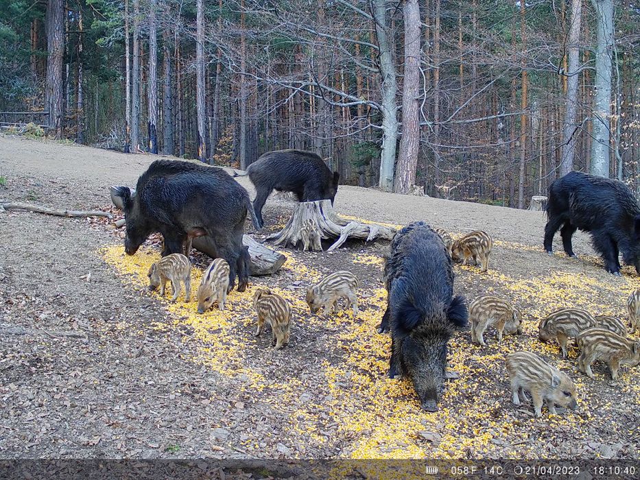 Ловни камери 2 на брои