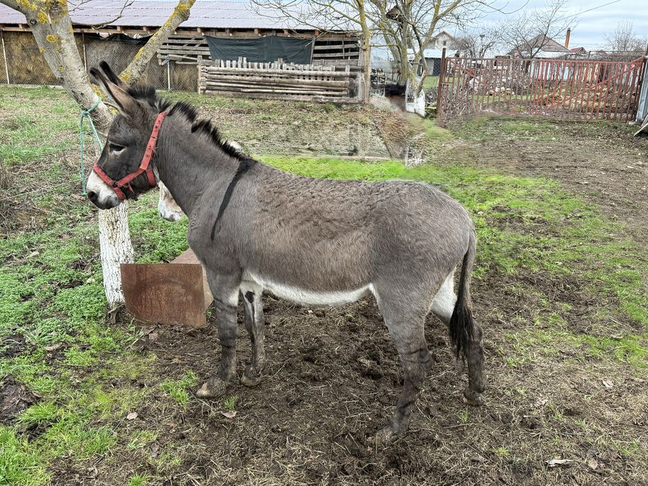 Vând măgăriță Gestantă Vârstă 3 ani face în Mai