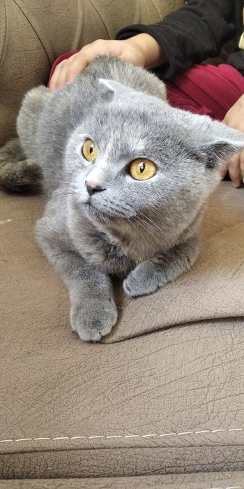 Scottish mushuk  aqilli