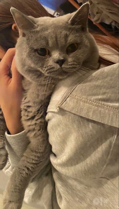 британская короткошерстная