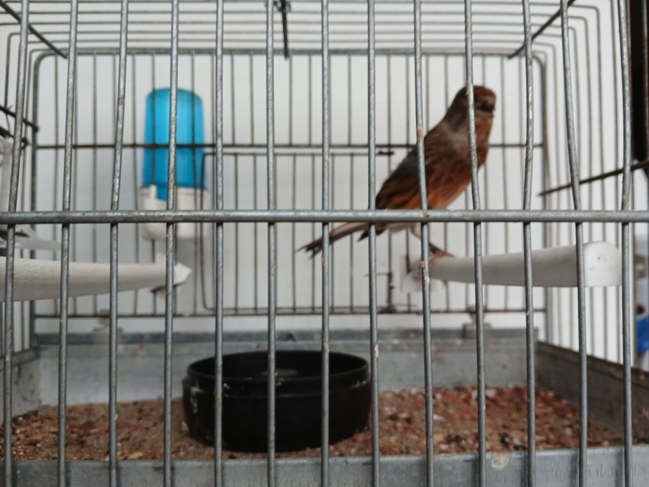 Vand Canar Hibrid 2025