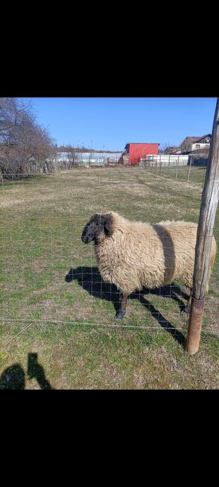 Vând berbec Carabash.