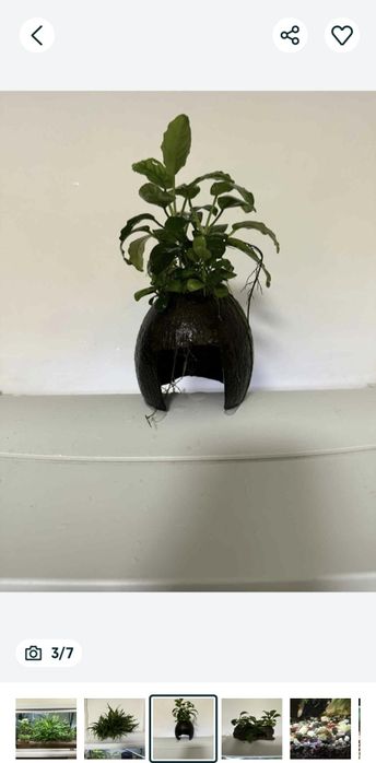 Decoruri naturale acvariu, plante,lemne ,melci, creveți, nuca de cocos