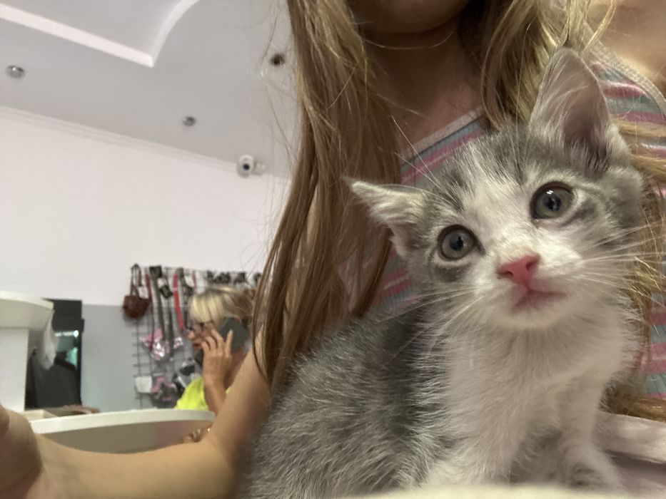 Котенок очень милый