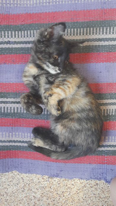 Отдам в Добрые руки. Котенок, девочка. 2,5 месяца. Бесплатно.