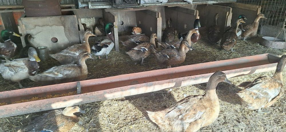 Oua rata Rouen pentru incubat