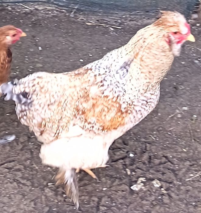 Cocoși Australoro, Ameraucana și prepelițe ouătoare