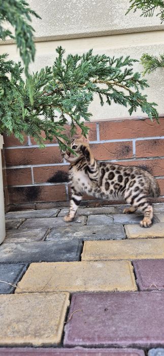 Бенгальские котята
