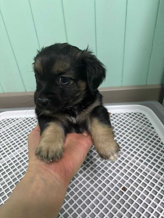 Продаем щенков таксы