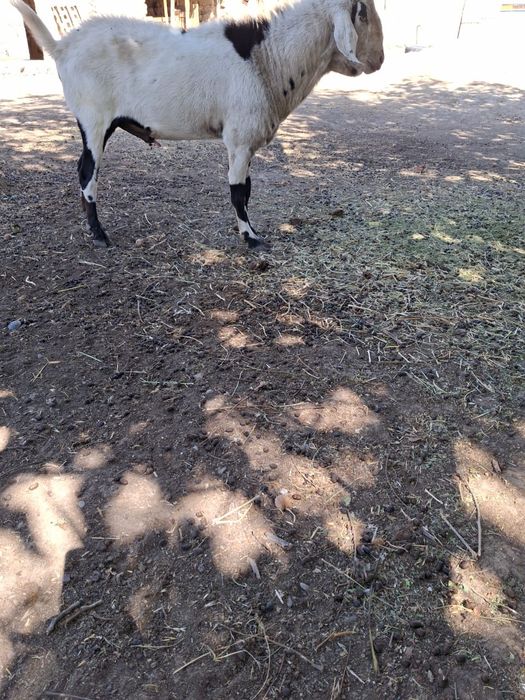 Козёл на огуливание