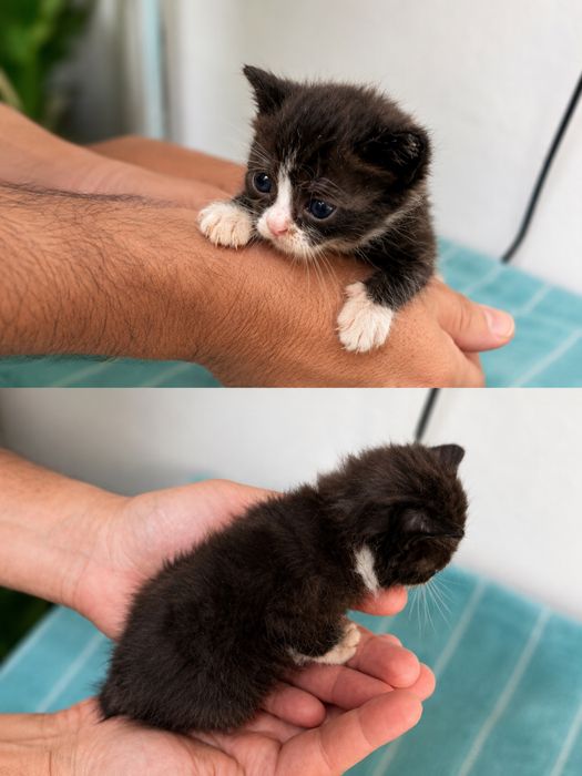 Котята бесплатно
