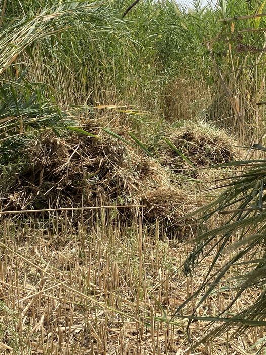 Қамыс бау бар 240 тан келісім бар шымкент каласы достафка тегін 240 та