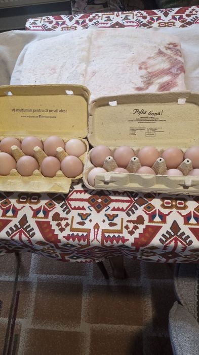 Vând ouă de găină