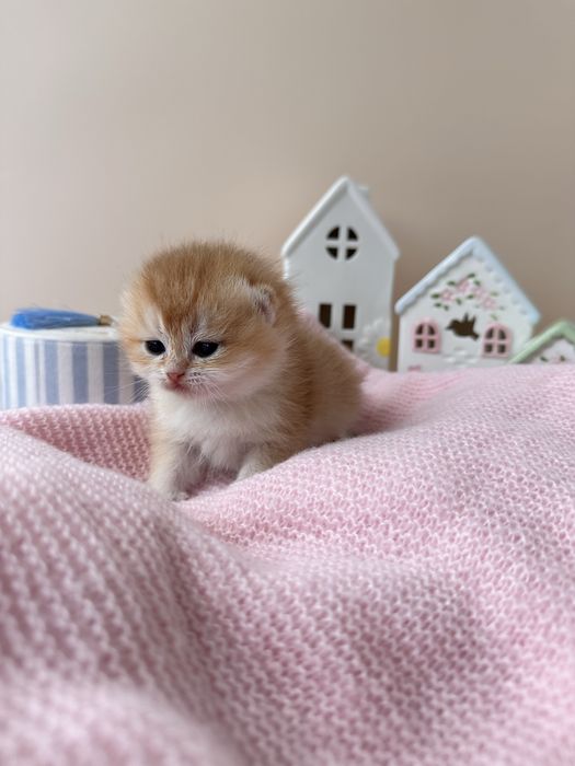 Котята Британские золотые Шиншиллы