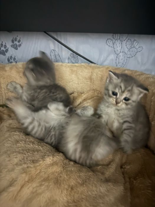Продам котят Британцы