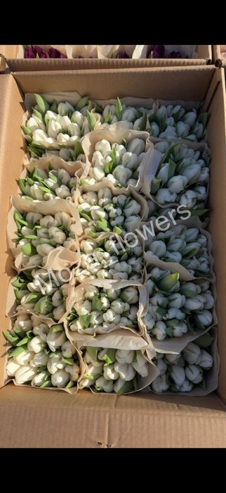 Белорусский тюльпан качество премиум