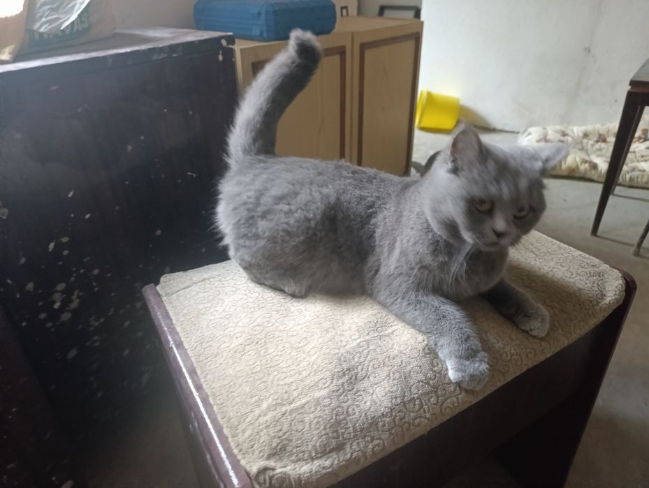Кошка скотиш страйт от правильной вязки девочка