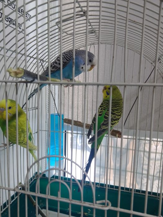 Продам попугаев  булаево