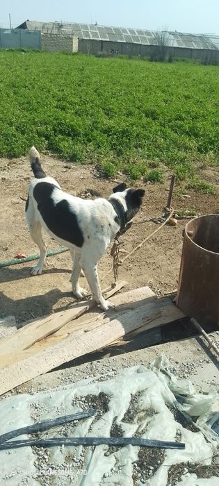 Toza Alabay sotiladi 1 yosh xali tug'magan srochniy sotiladi