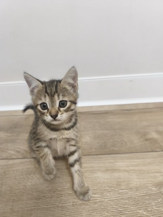 Отдам в добрые руки котенка