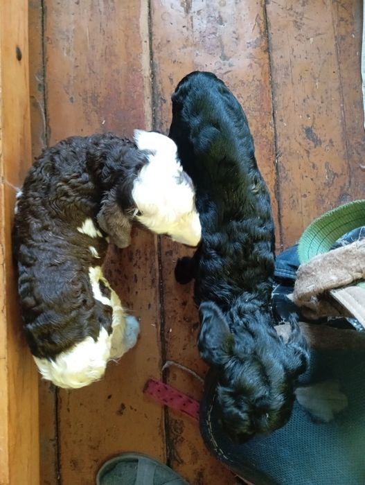 Ягнята  маленькие